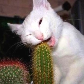 cat eating cactus
