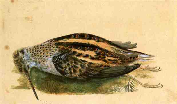 John-James-Audubon-Woodcock