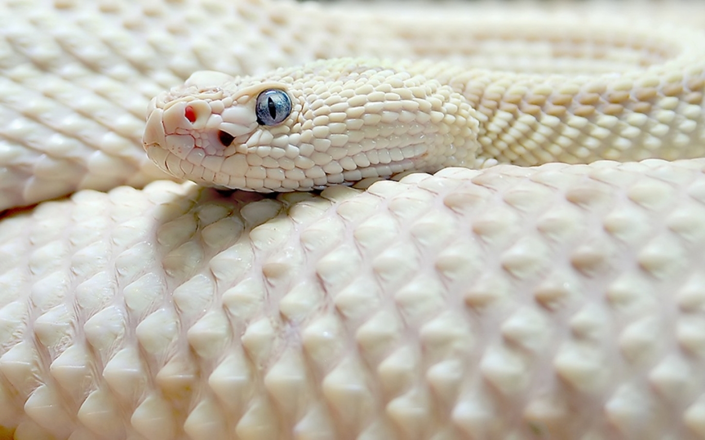 6916673-white-albino-rattlesnake.jpg